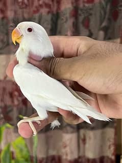 Albino red eyes available