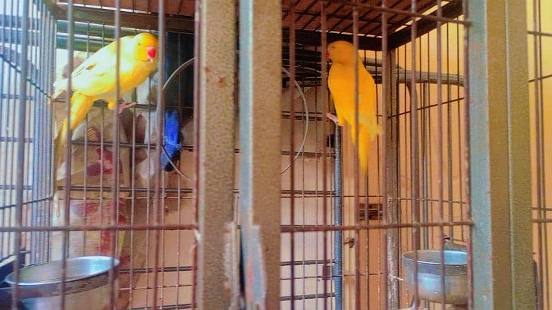 yellow Ringneck pair available with kage age 2 year 0