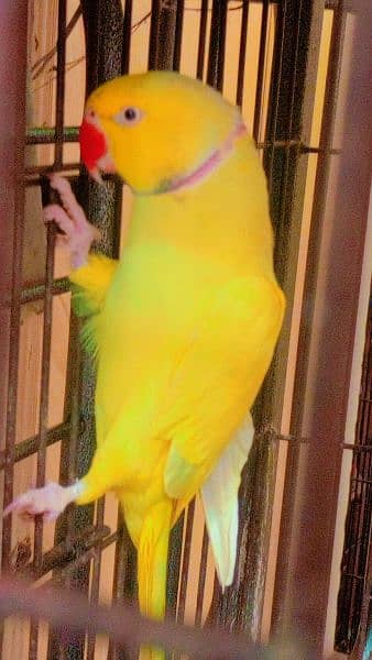 yellow Ringneck pair available with kage age 2 year 1