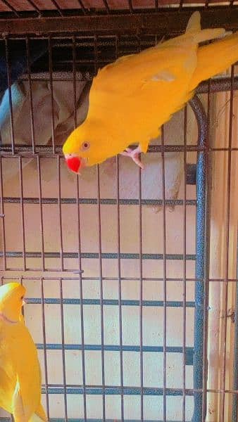 yellow Ringneck pair available with kage age 2 year 2