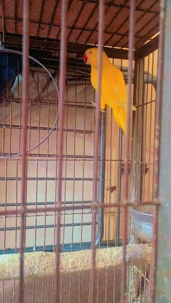 yellow Ringneck pair available with kage age 2 year 3