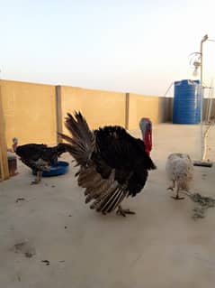 Turkeys  **Turki Bird Setup for Sale**