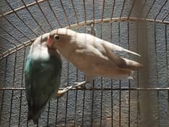 lovebirds pair full active or DAN ke sath