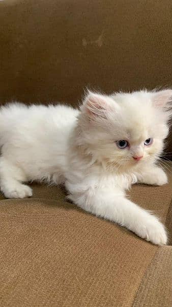 Pure Persian Triple Kitten 2