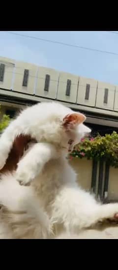 Adorable Persian kitten || perfect companion of your family||
