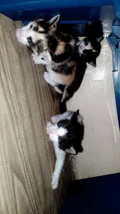 Kittens for Sale