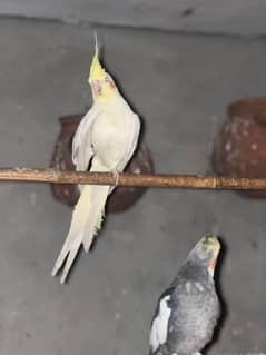 cockatiel males available