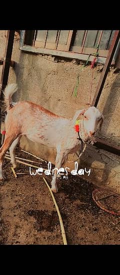 Bakri k Bachy (Goats) pure nasal