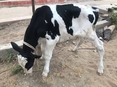 cow baby sale 1 to 2 months