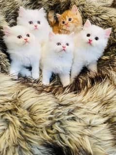 Persian kittens and cats available Whatsapp Number 03018041623