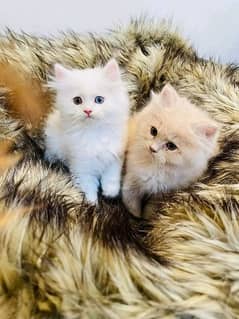 Persian kittens and cats available Whatsapp Number 03018041623