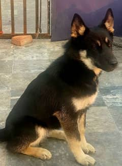 German shepherd pair available for sale