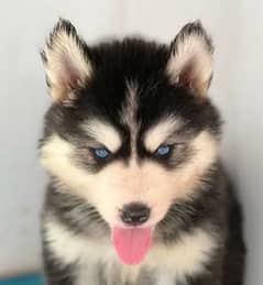 Siberian