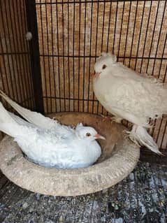 white frill breeder pair