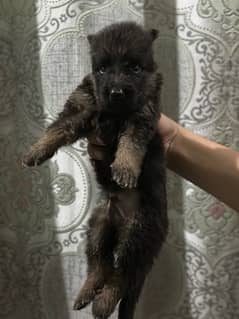 German Shepered Long Coat Male Puppies