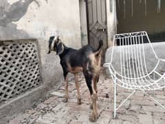 Goat desi bakra shera print outstanding quality khassi bkra