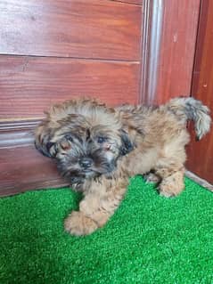 puppies shih tzu for sale