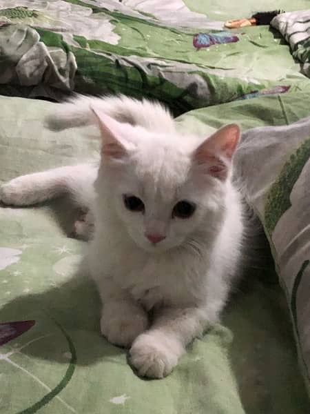 4 month cute kitten 1