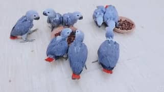 African grey parrot chicks for sale 03259645605