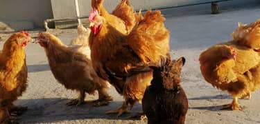 Golden buff Hen with chicks