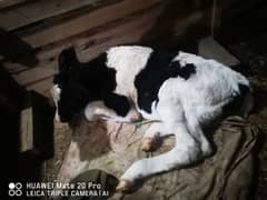 pure blood imported cow calf for sale