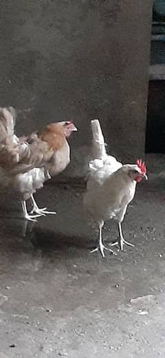 Desi hen