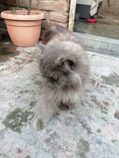 persian cats for sale pair