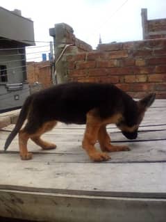 German shepherd female available puppy heavy bone age 3 months