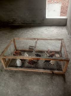 chicks cage for sale