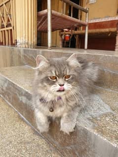 Thripple coated persian cat