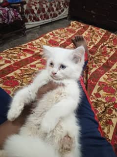 Persian male and female cat for sale