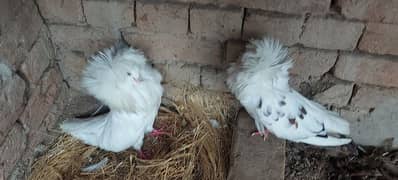 Jacobin Breeding Pair for Sale