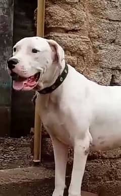 bully gulltar dog 15 month aje all Pakistan cargo call me for sale