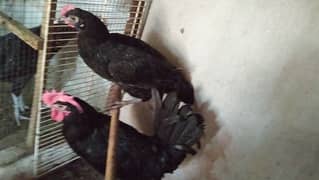 Australorp