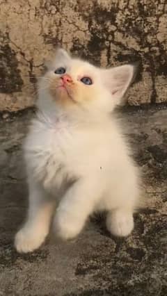 Persian kittens triple coated male female available