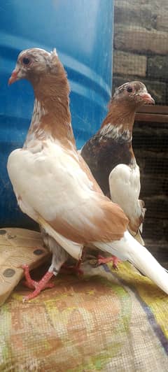 2young male