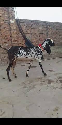 bakri