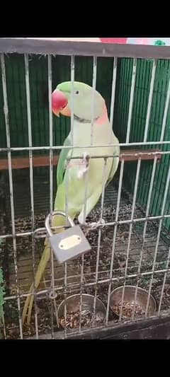 Raw parrot