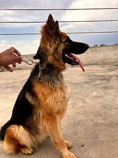 German Shepherd