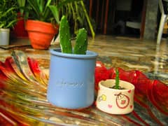 Desert Cactus plant with pot