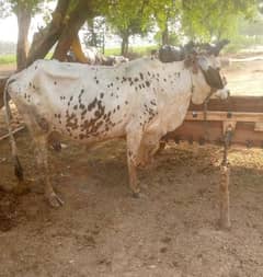 CHULISTANI CROSS COW AVAILABLE