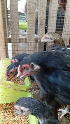 Thai+Barmi chicks and Jawa+mianwali chicks