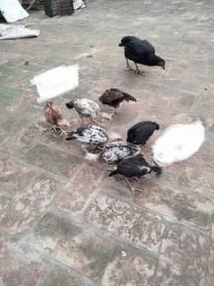 assel murgi with 7 assel chicks for sale