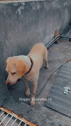 Tranied Labrador 7 Months old female.