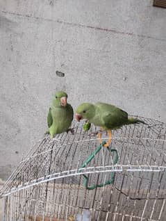 parrots for sale