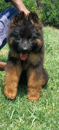 German Shepherd long coat black mass puppy for sale