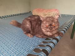 British shorthair cat