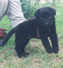 black German Shepherd female for sale