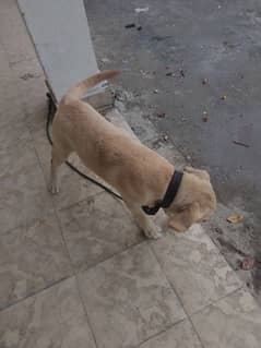 Labrador dog for sale