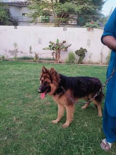 German Shepherd